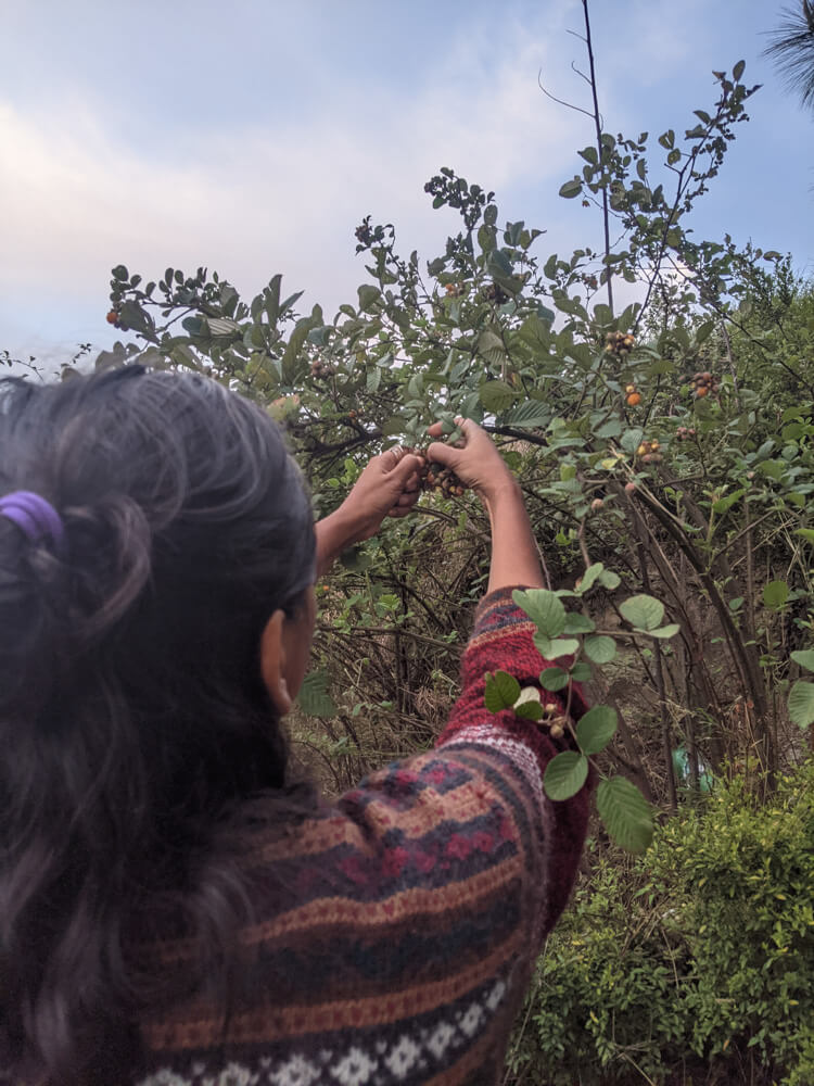 Loitering Around Shakrala (Mehli) Village, Shimla – In Photos 41 plucking-raspberries-1