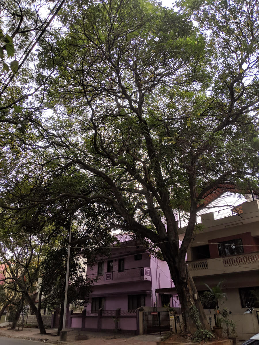 purple-house-bangalore.jpg