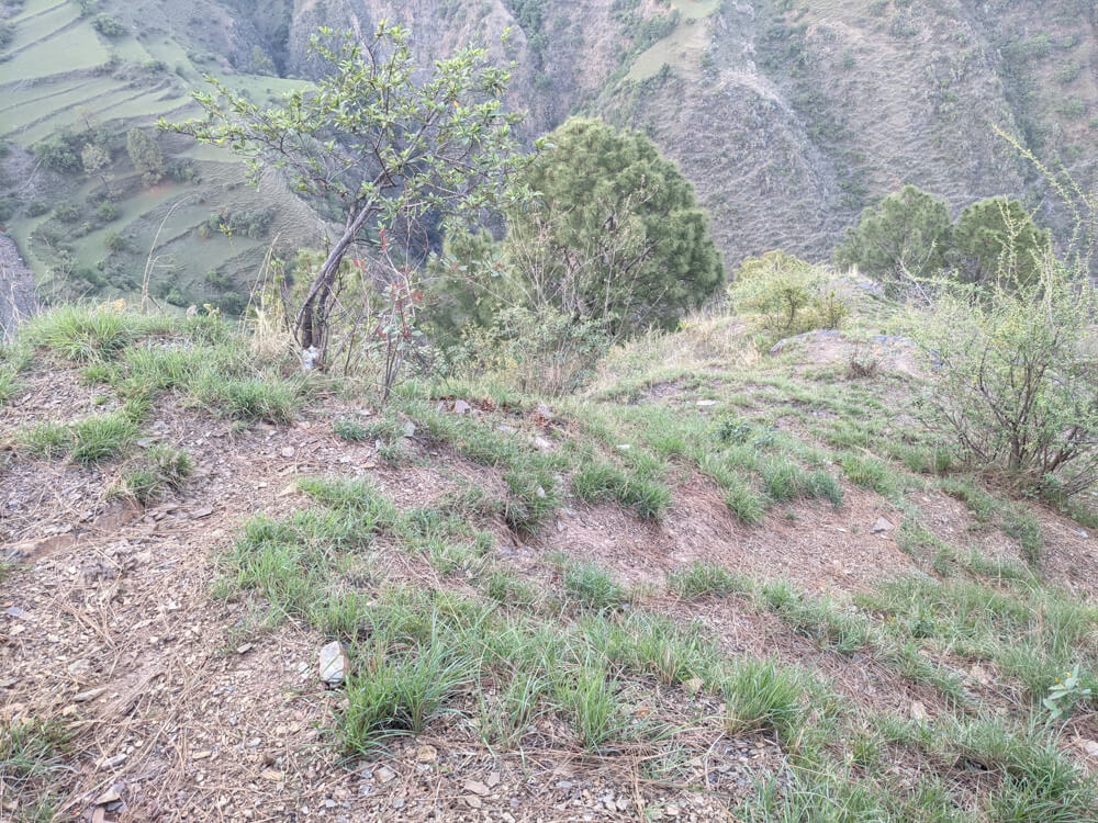 Hiking Down to the Leopard-Infested Gorge in Mehli Shimla 10 rugged muddy paths