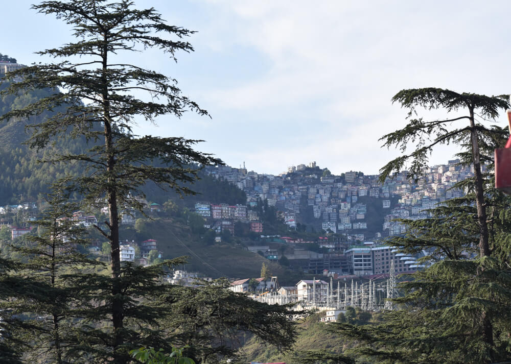 Loitering Around Shakrala (Mehli) Village, Shimla – In Photos 17 sanjauli-amidst-deodars-and-pines.