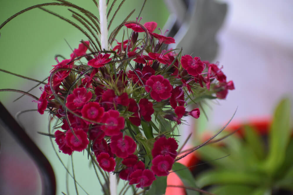 shimla flowers