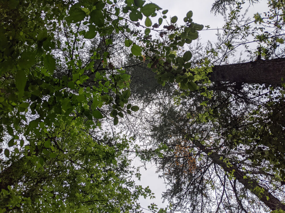 Loitering Around Shakrala (Mehli) Village, Shimla – In Photos 45 skies-of-himachal
