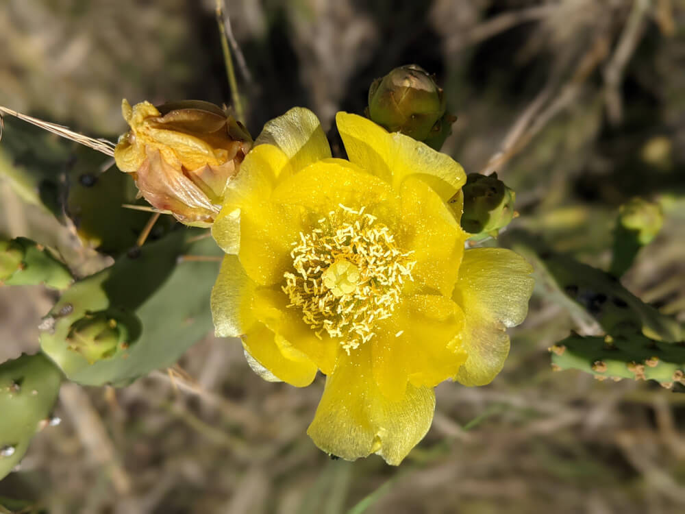 Loitering Around Shakrala (Mehli) Village, Shimla – In Photos 44 the-beautiful-flower-of-the-cactus