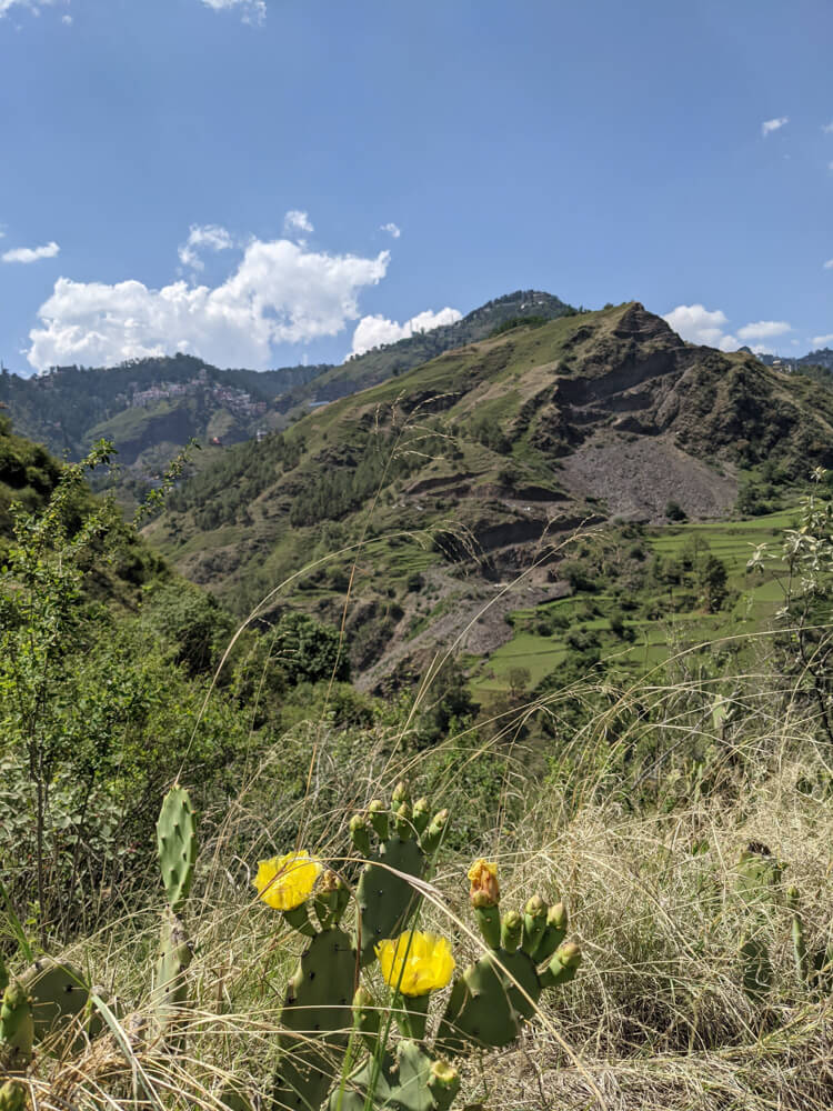 Hiking Down to the Leopard-Infested Gorge in Mehli Shimla 18 the cactus and the hills in the distance