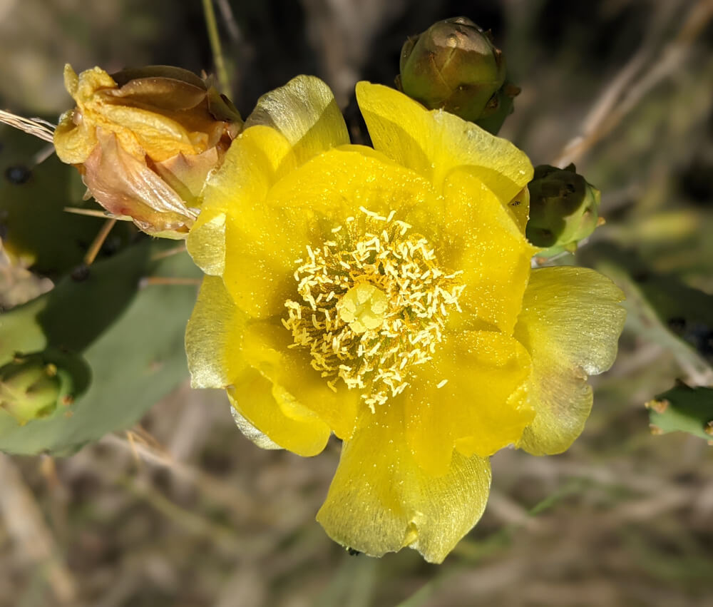 Hiking Down to the Leopard-Infested Gorge in Mehli Shimla 17 the cactus flower of himalayas