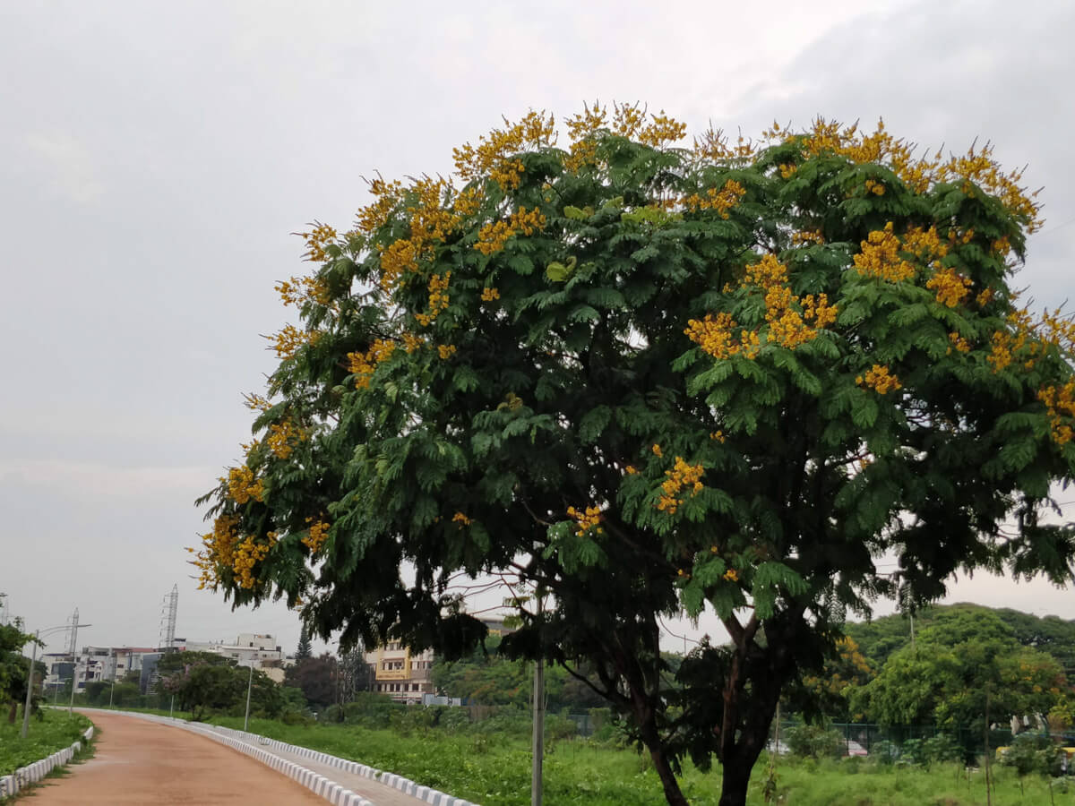 the-trees-in-agara-lake.jpg