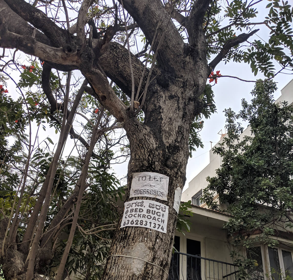 tree-photo-advertisement-found-on-a-day-out-in-bangalore.jpg