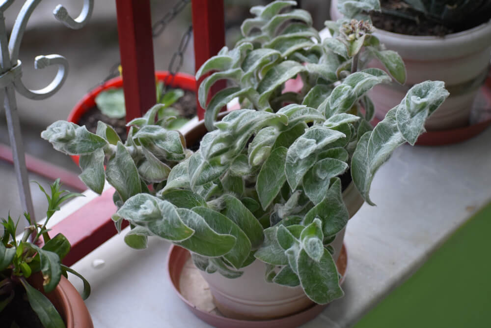 Loitering Around Shakrala (Mehli) Village, Shimla – In Photos 22 velvety-himachal-plant