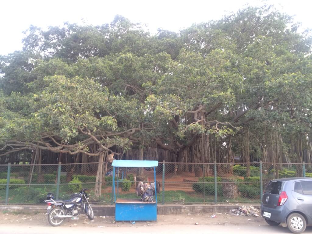 Amazing Karnataka – From Ten Years of Travel 15 1024px-BIG_banyan_tree-dodda-alada-mara-in-karnataka.jpg