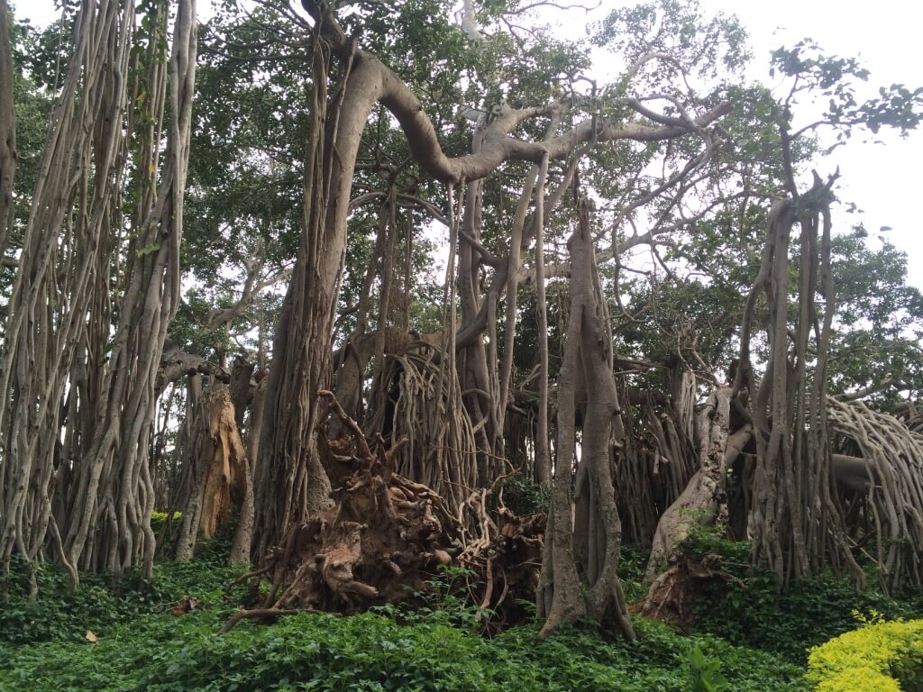 Amazing Karnataka – From Ten Years of Travel 14 1024px-BIG_banyan_tree-dodda-alada-mara-places-in-karnataka-aerial-roots.jpg