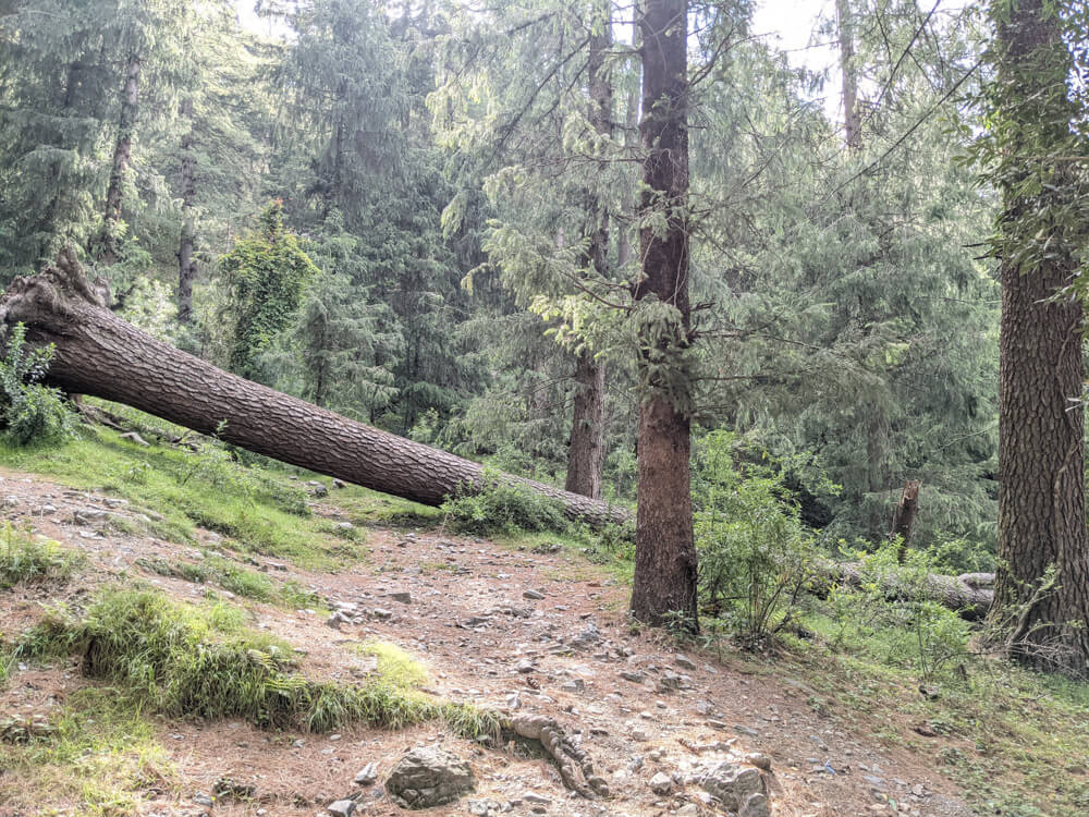 a-fallen-deodar-in-jungle-mashobra-shivpur.jpg