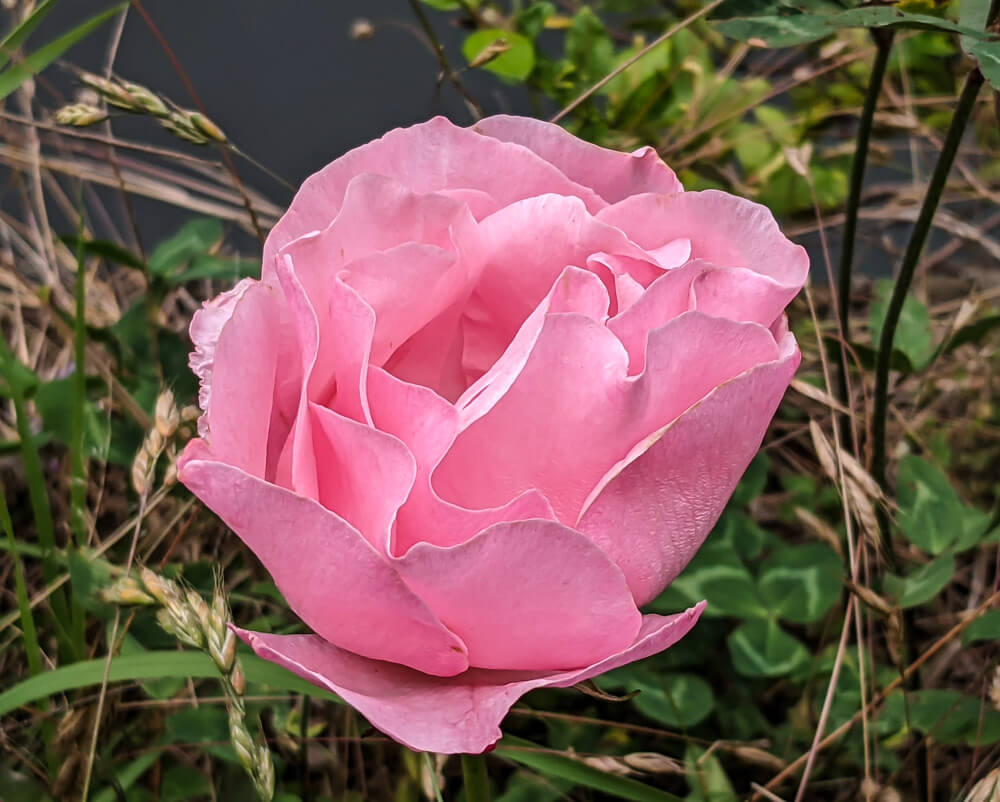 a rose at tanni jubbar lake_