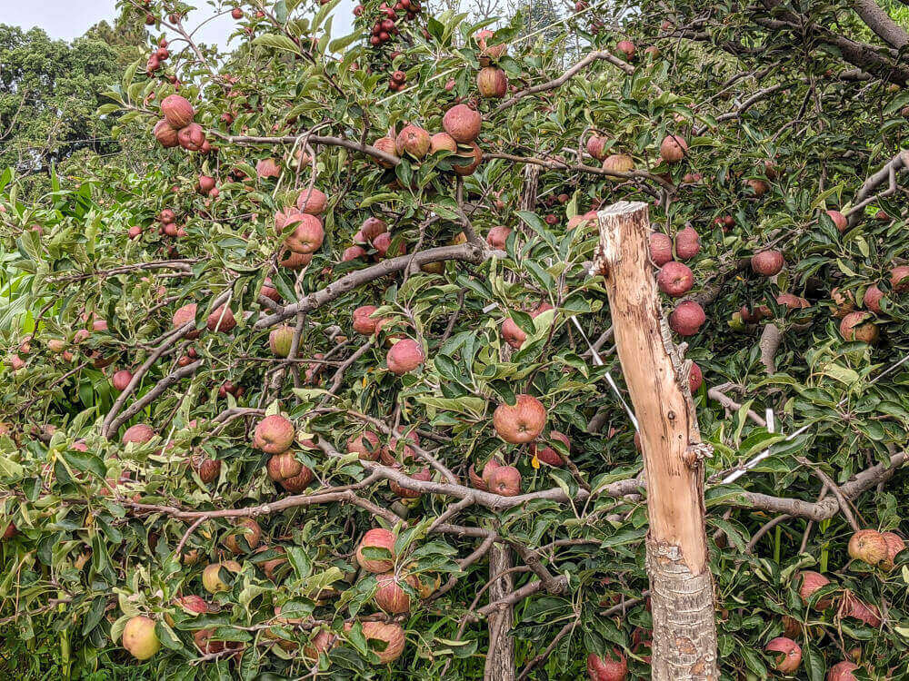 apples in bakhrot village mandi