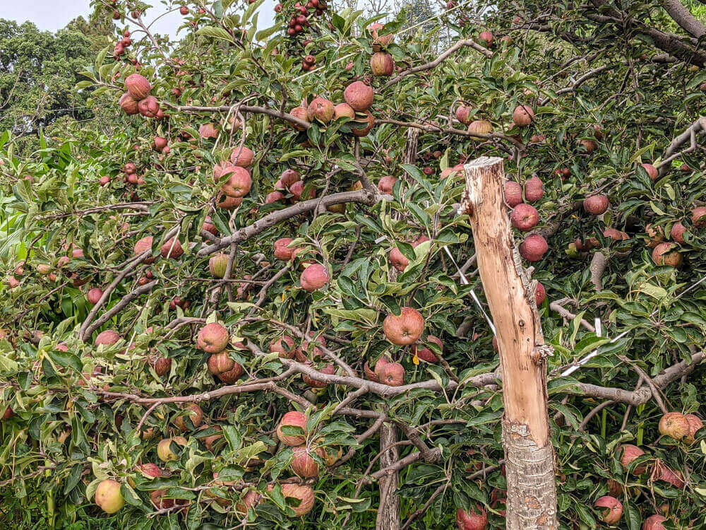 We Dared to Hike to Shikari Devi Temple (Mandi Himachal) On Our Own 8 apples in bakhrot village mandi
