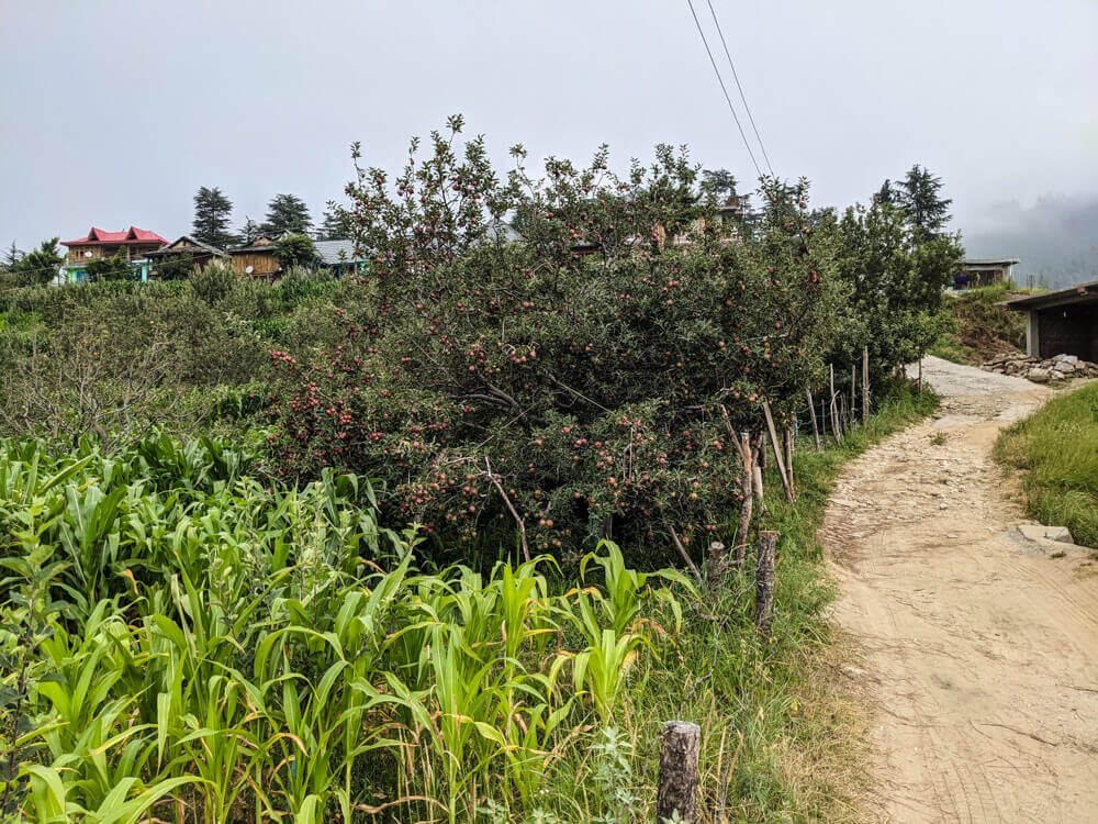 apples in bakhrot