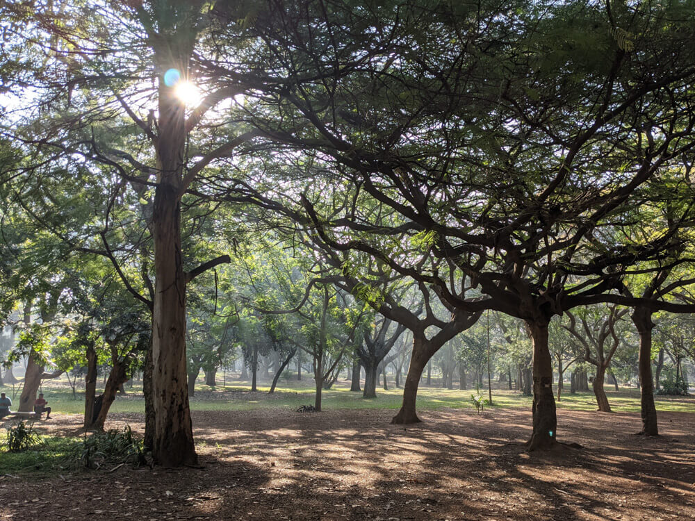 Cubbon Park – Bangalore's Eye Candy and My Green Oasis 7 bangalore cubbon park trees