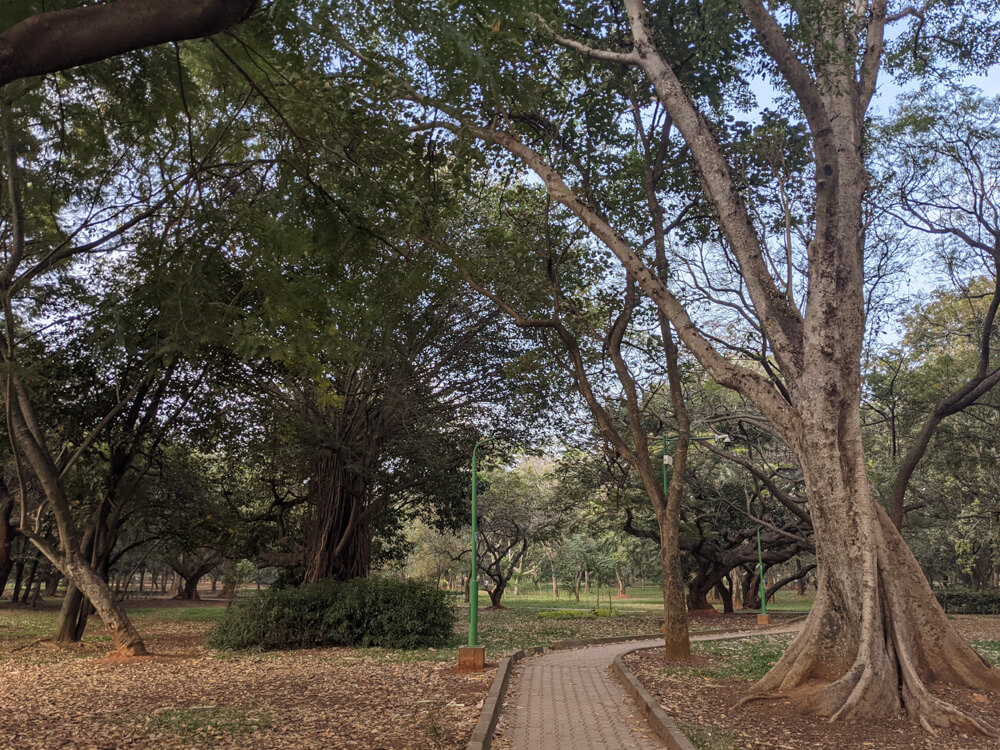 Cubbon Park – Bangalore's Eye Candy and My Green Oasis 8 bangalore cubbon park walkways