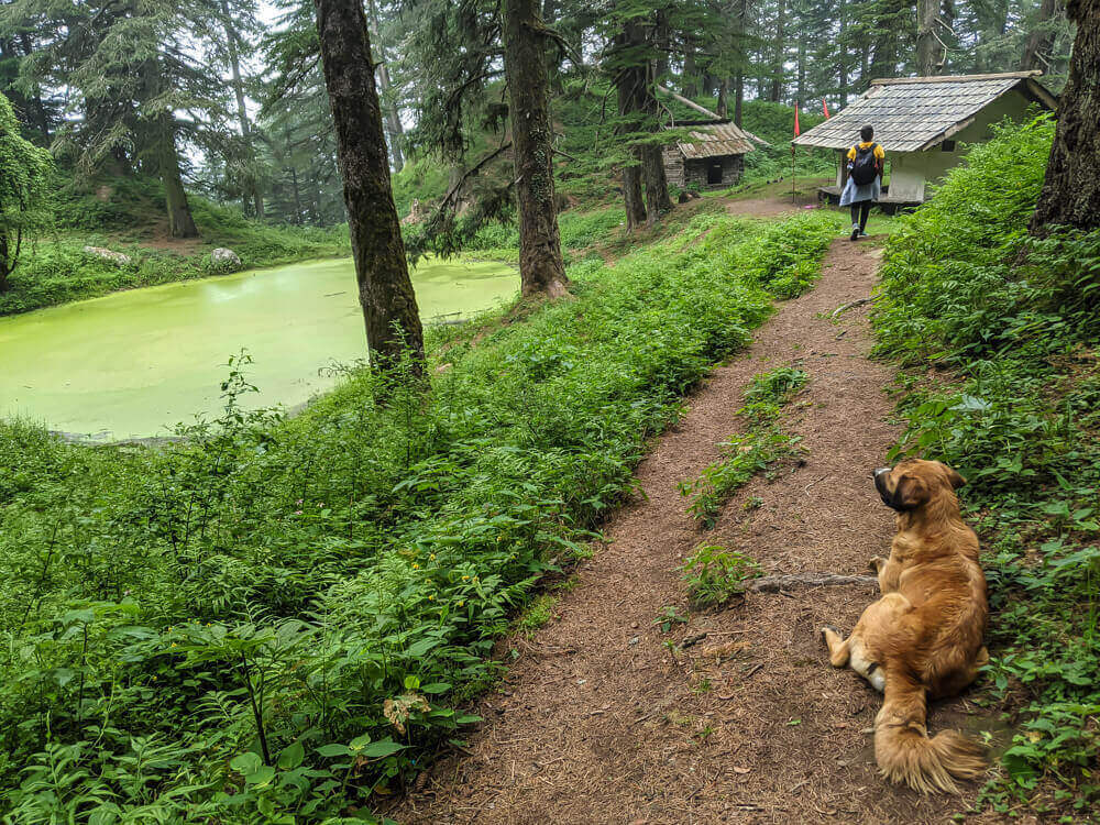 We Dared to Hike to Shikari Devi Temple (Mandi Himachal) On Our Own 24 beautiful dog