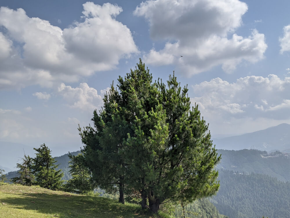Sunny Picnic at Kanag Devi Temple, Theog (Shimla) – Pastures in Obscurity 14 beautiful fat fluffy trees