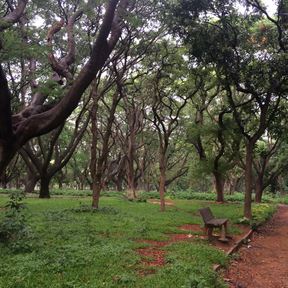 bench cubbon park of bangalore karnataka