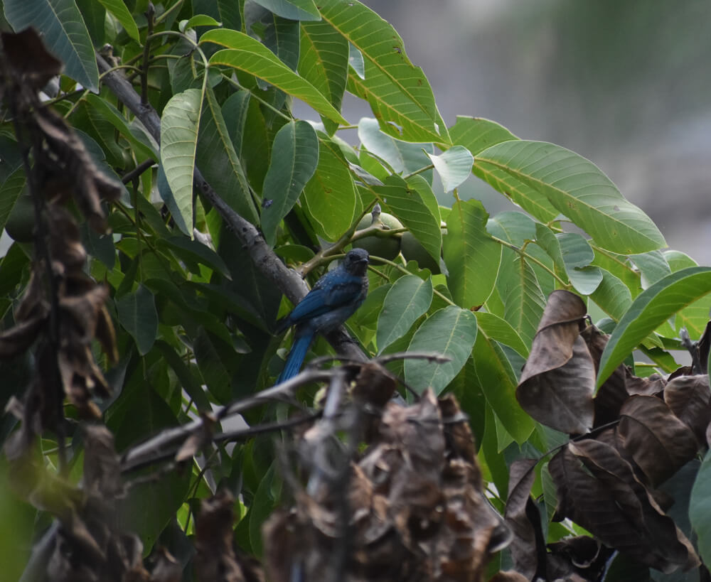 birds pangna karsog