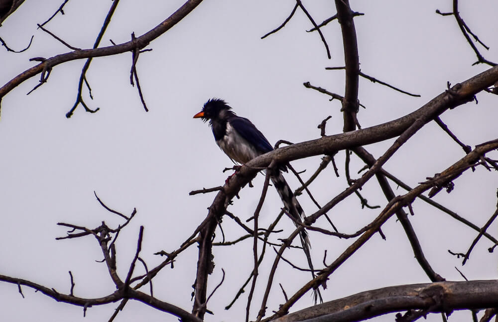 blule magpie bird