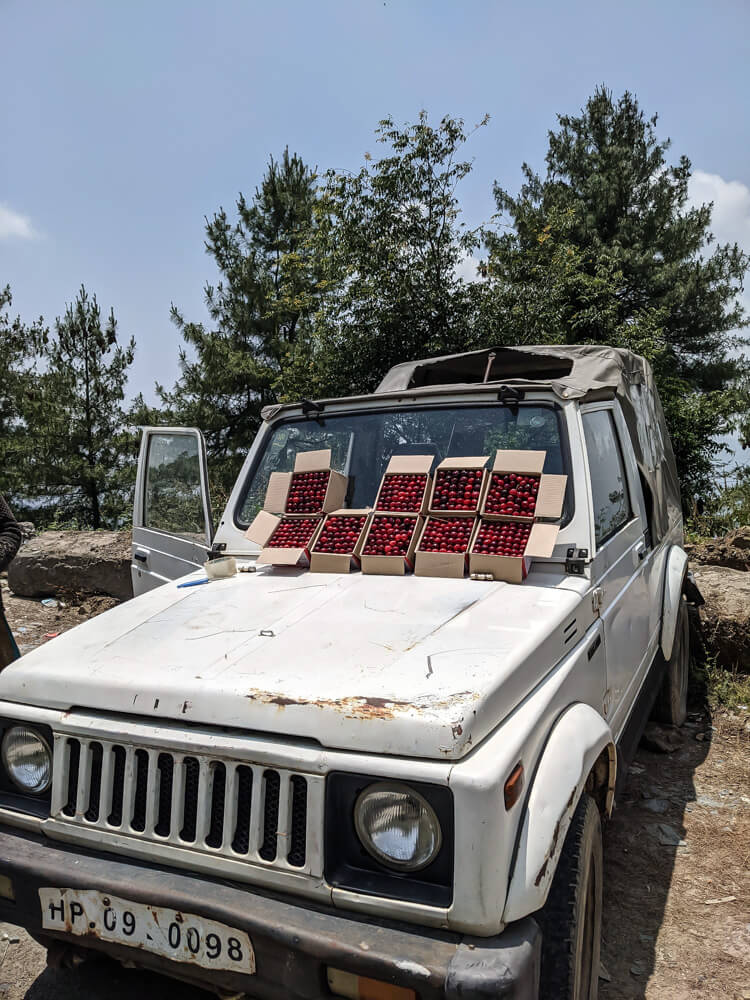 cherry truck in himachal