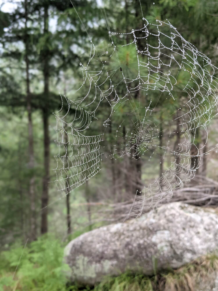 cobwebs