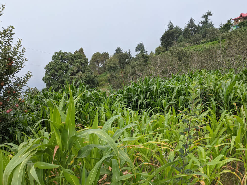 We Dared to Hike to Shikari Devi Temple (Mandi Himachal) On Our Own 9 corn in bakhrot village mandi