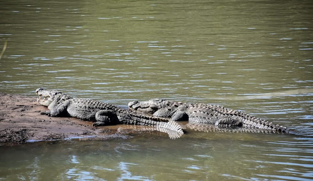 crocodiles+wildlife+karnataka+dandeli+kali+nadi