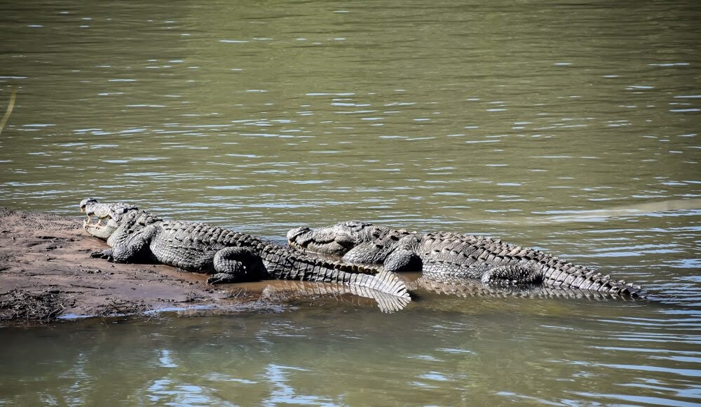 Amazing Karnataka – From Ten Years of Travel 18 crocodiles+wildlife+karnataka+dandeli+kali+nadi