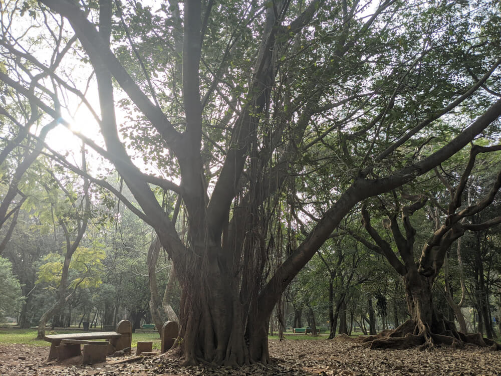 cubbon in bangalore