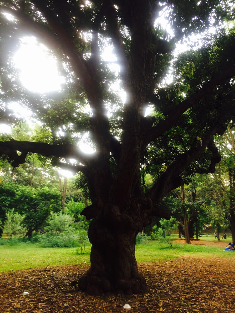 Cubbon Park – Bangalore's Eye Candy and My Green Oasis 11 cubbon park tree