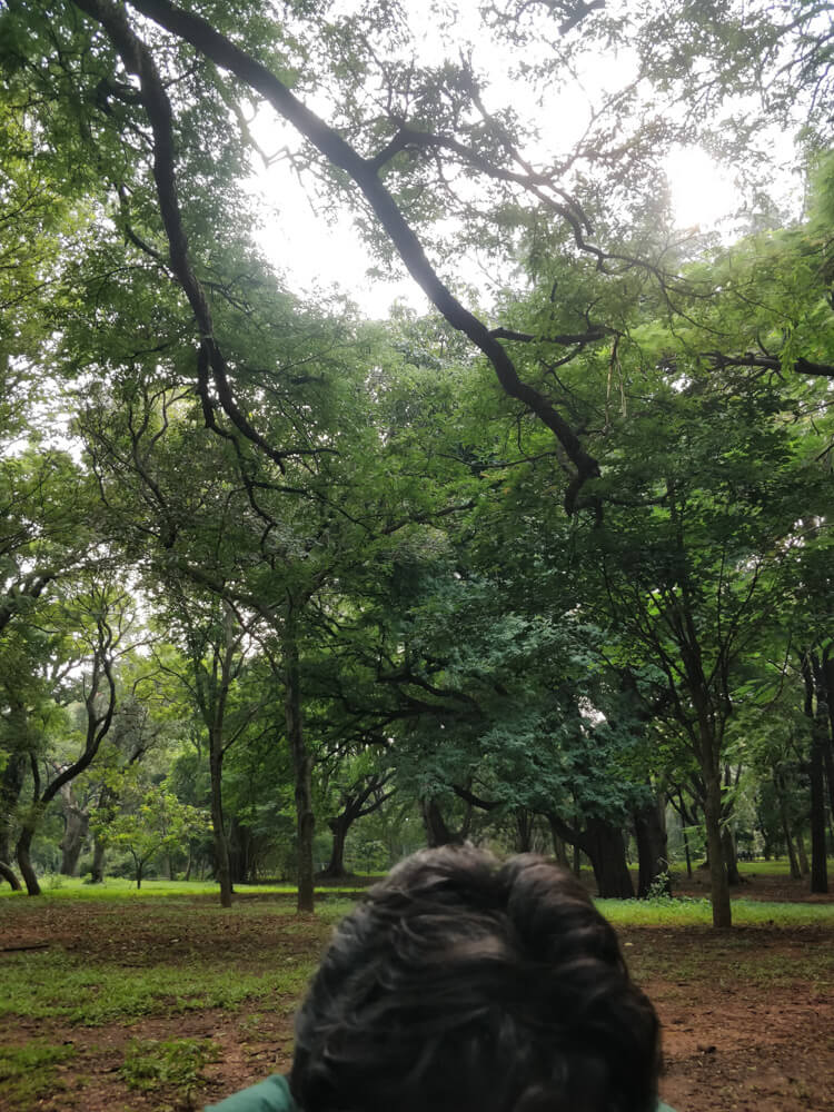 Cubbon Park – Bangalore's Eye Candy and My Green Oasis 10 cubbon park trees