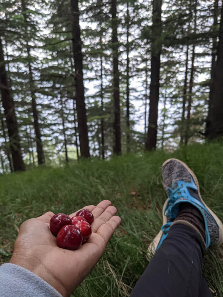 eating cherries in tanni jubbar jungle