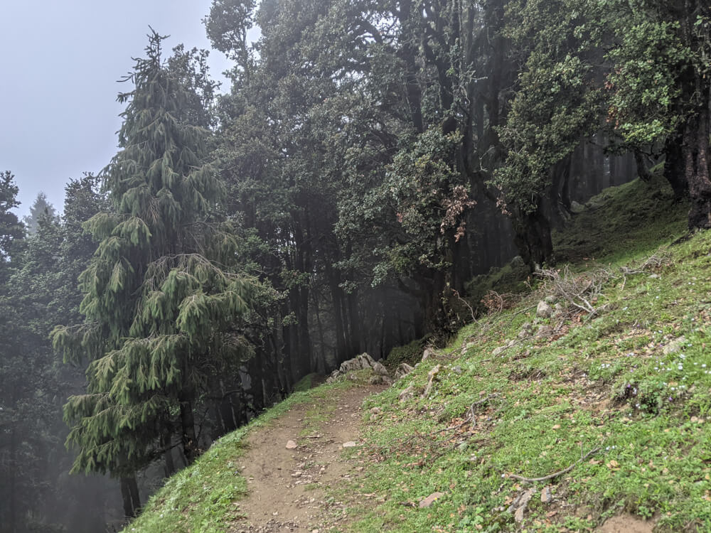 We Dared to Hike to Shikari Devi Temple (Mandi Himachal) On Our Own 68 entering into shikari devi jungle