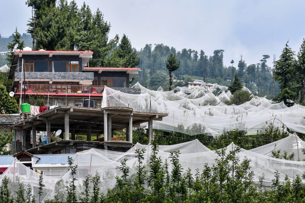 Why You Can Do Better Than The Apple Village of Fagu, Himachal Pradesh