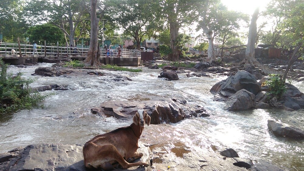 Amazing Karnataka – From Ten Years of Travel 32 goats-around-hogenakkal.jpeg