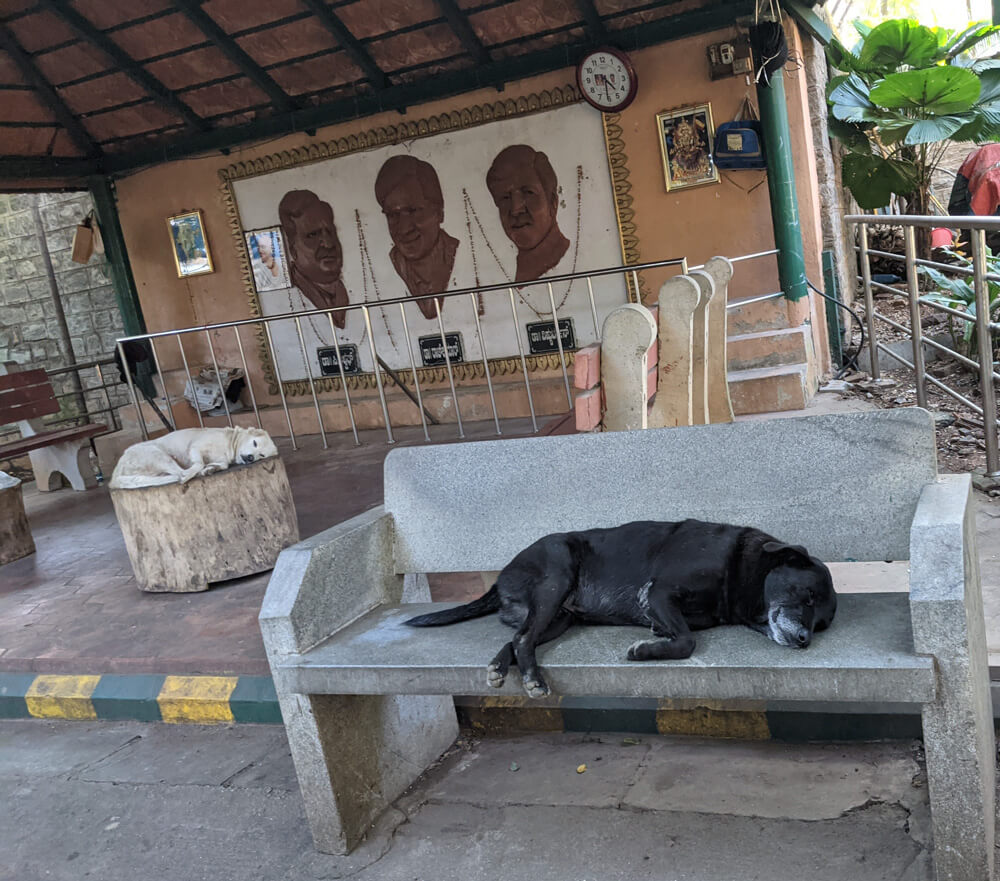 idle dog