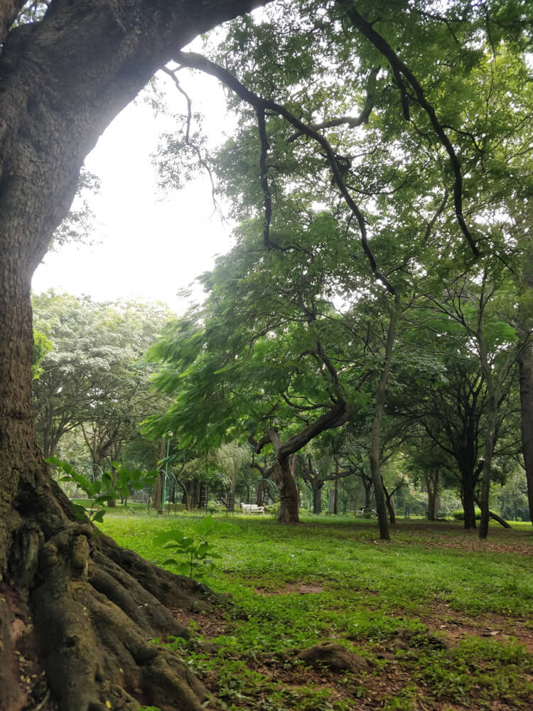 Cubbon Park – Bangalore's Eye Candy and My Green Oasis 27 images of cubbon park bangalore trees