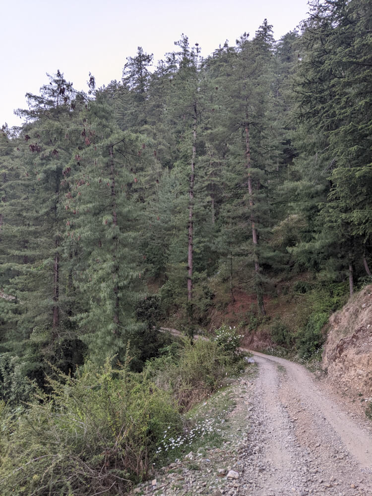 jungle roads of mashobra himachal