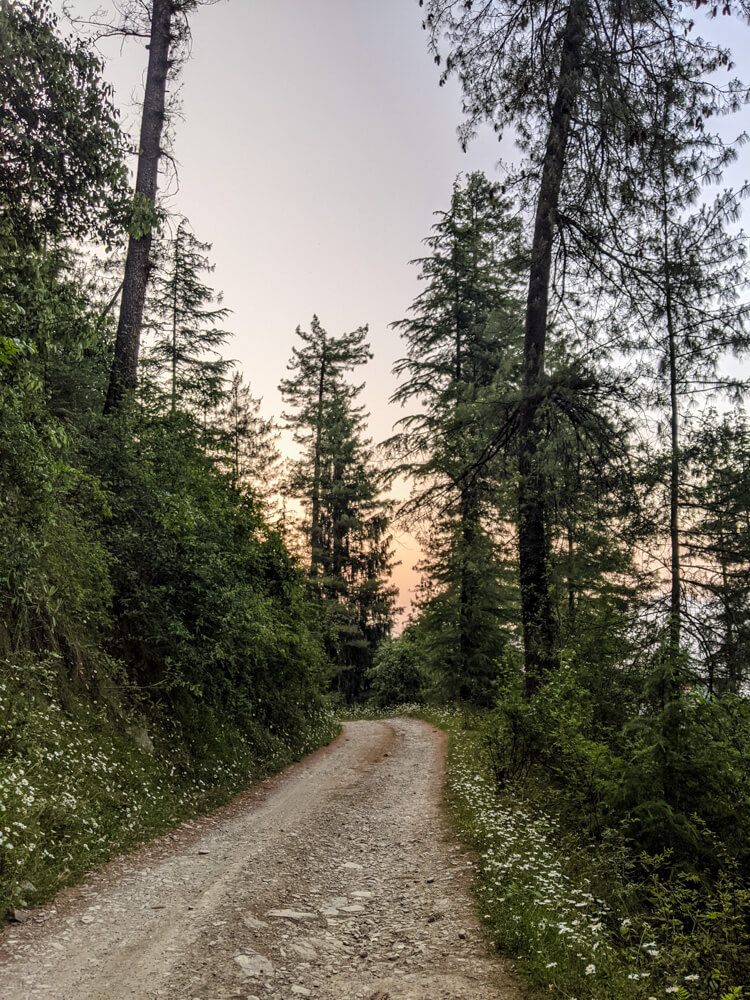 An Itinerant Writer’s Life in Mashobra, Shimla (Along With Things To Do) 15 jungles of Mashobra walking around