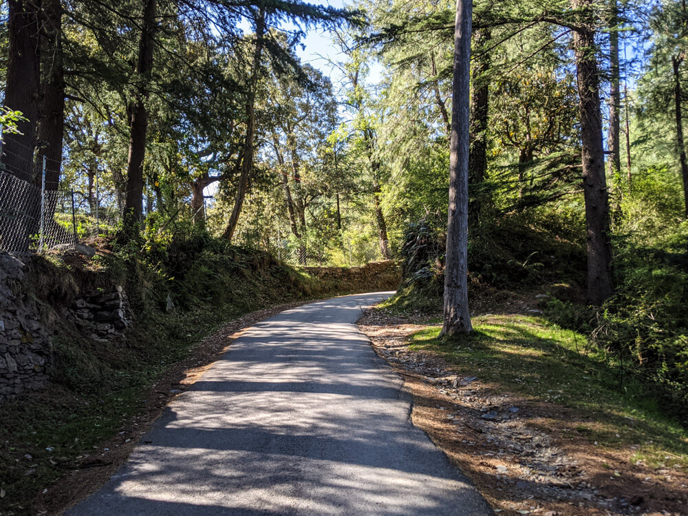 An Itinerant Writer’s Life in Mashobra, Shimla (Along With Things To Do) 6 jungles of Mashobra