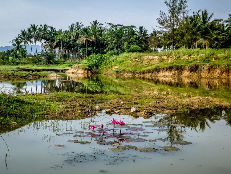 Amazing Karnataka – From Ten Years of Travel 22 lotus-lake-in-karnataka.jpeg