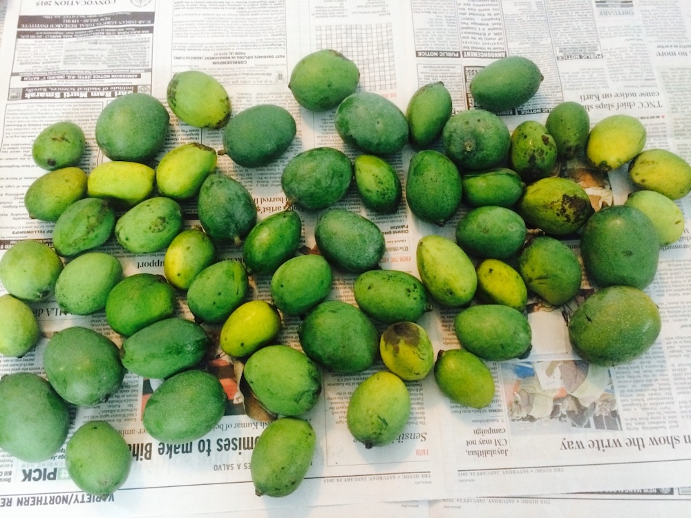 weird angles of cubbon trees