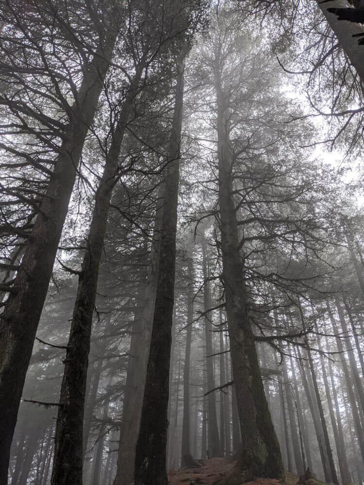 We Dared to Hike to Shikari Devi Temple (Mandi Himachal) On Our Own 74 misty cedar forests of shikari devi sanctuary