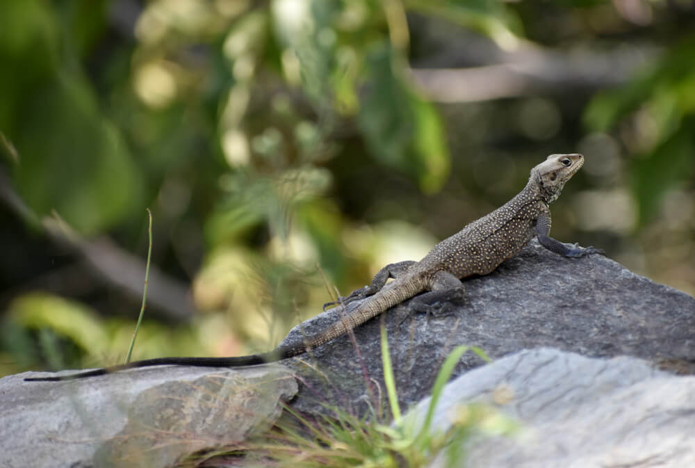 monitor lizard pangna village