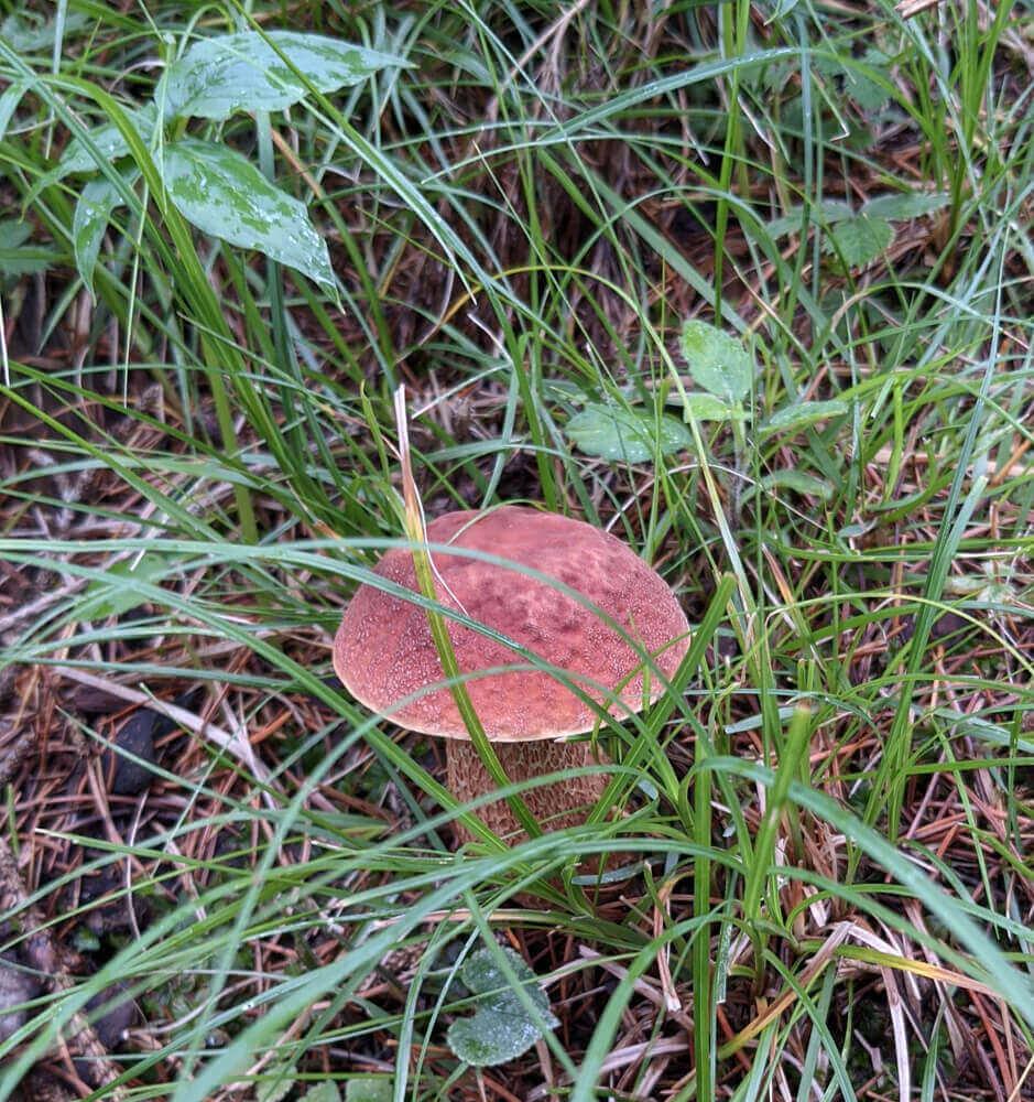 mushrooms in shikari devi jungle