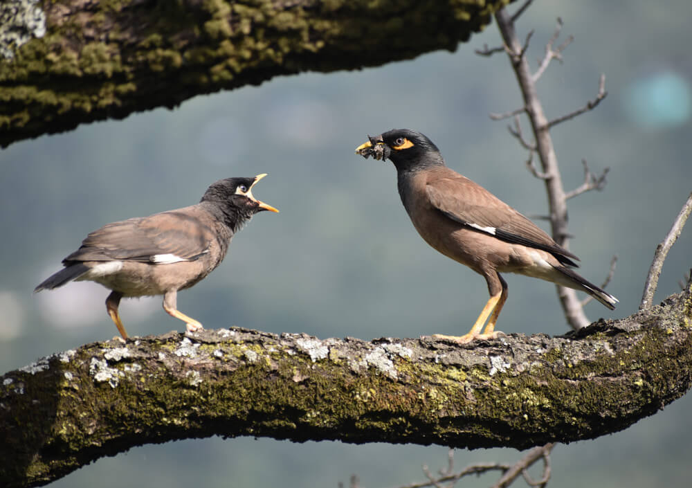 myna bird with baby in pangna pwd guesthouse