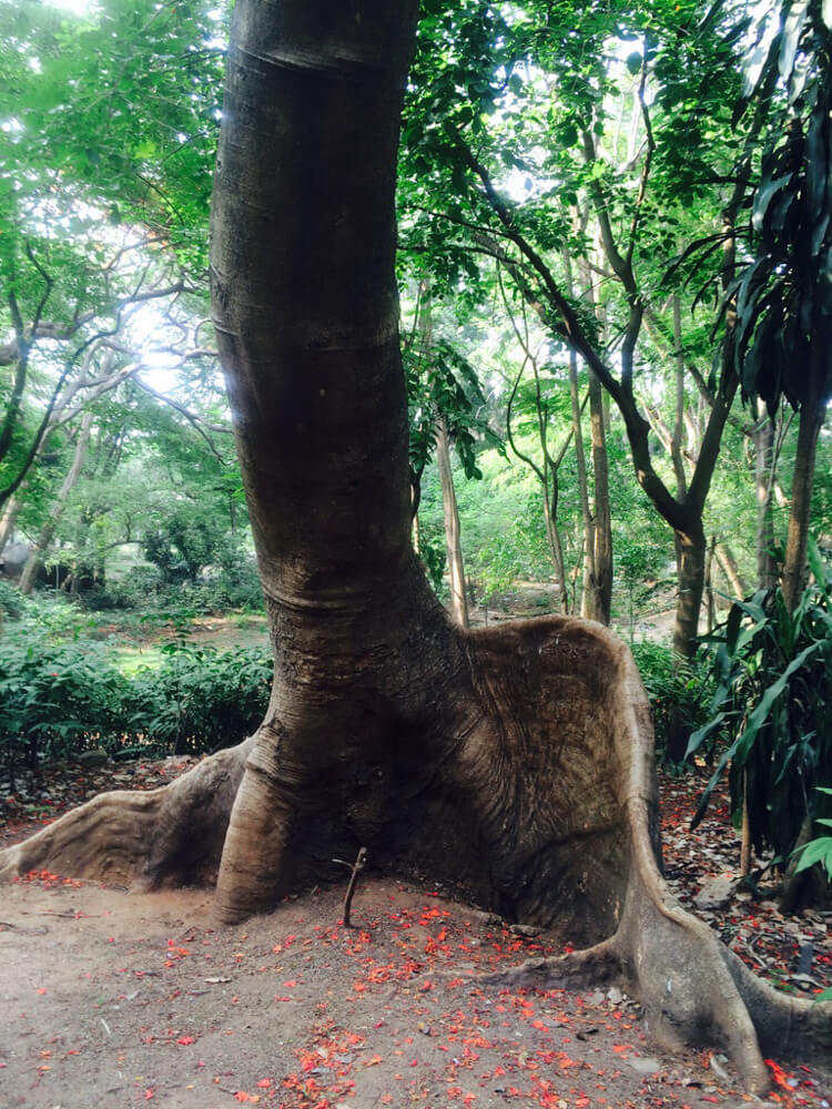 old tree cubbon park